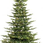 Aspen Fir Christmas Trees