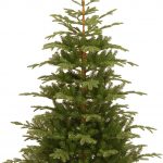 Norwegian Spruce Christmas Trees